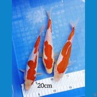 20cm KOHAKU DOIT ORI STRONG 