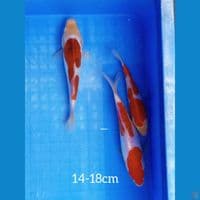 14-18 KOHAKU DOIT ORIGINAL 
