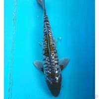 OCHIBA ARAGOKE GINRIN 27 CM