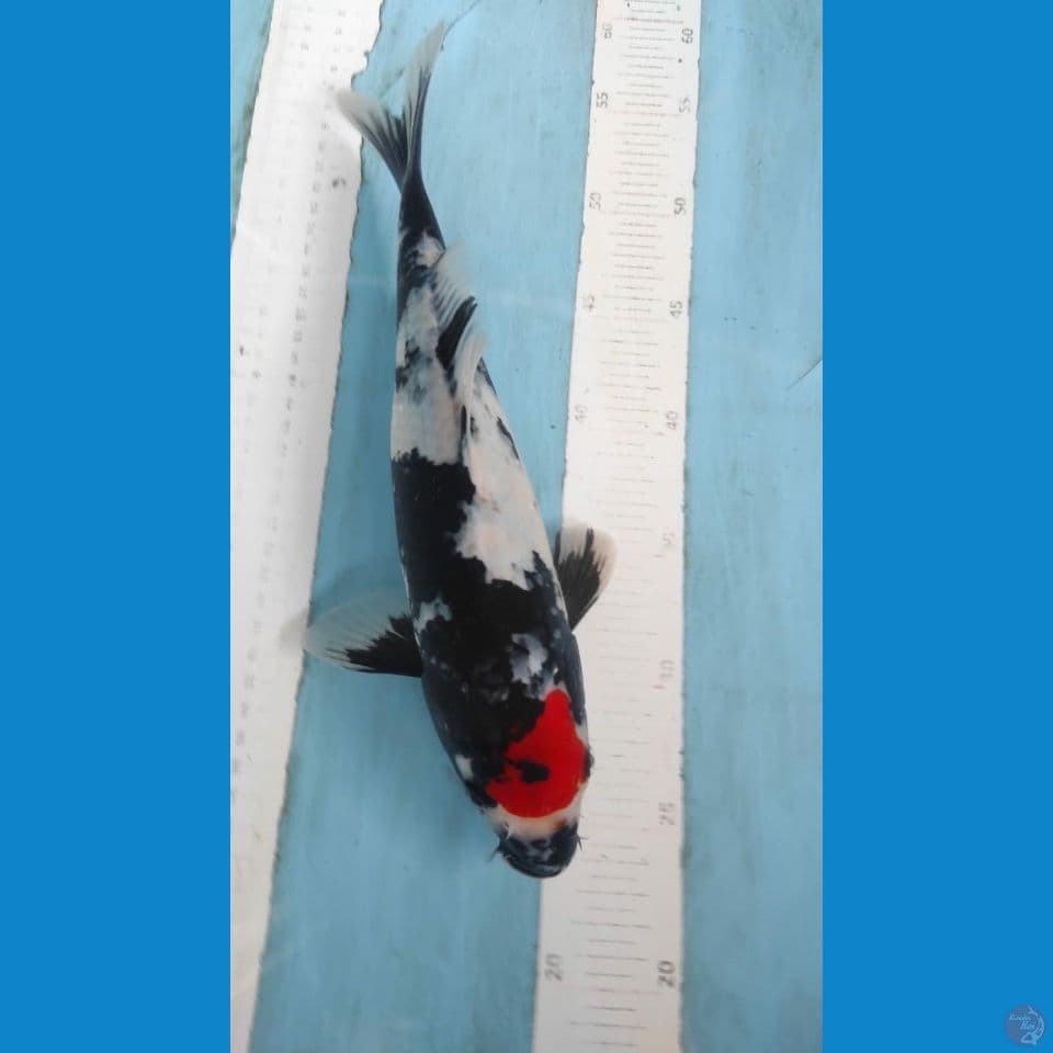 tancho showa 32cm
