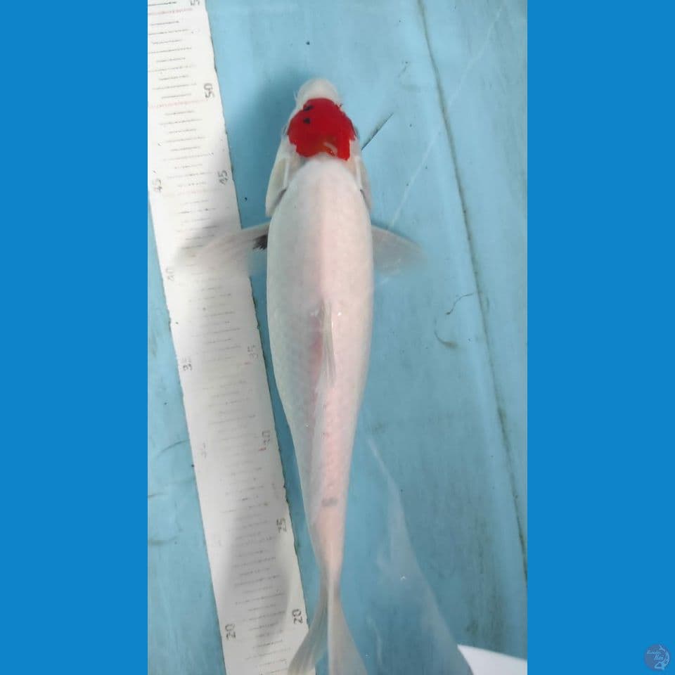 tancho 31cm