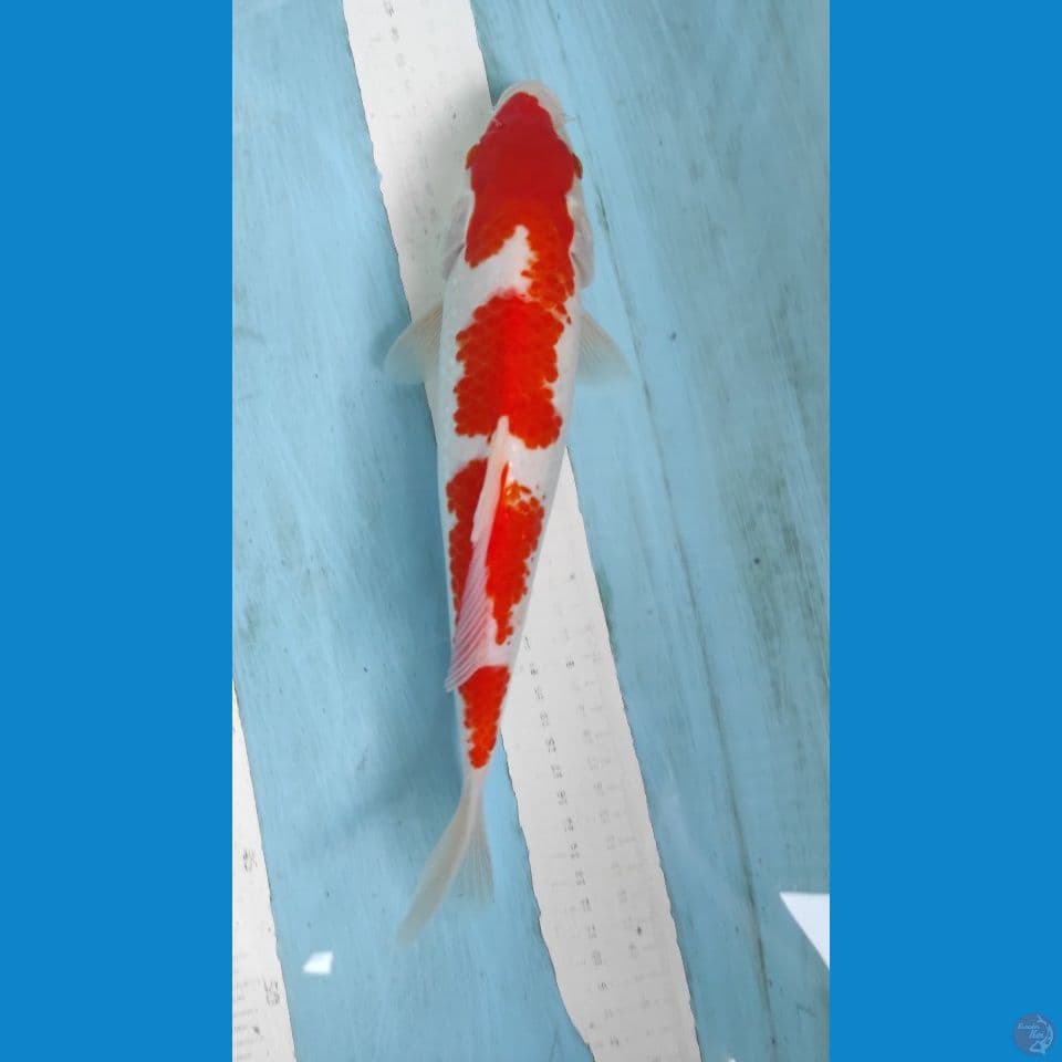 k9haku 30cm 