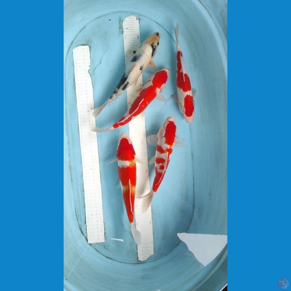 kohaku 28-30cm