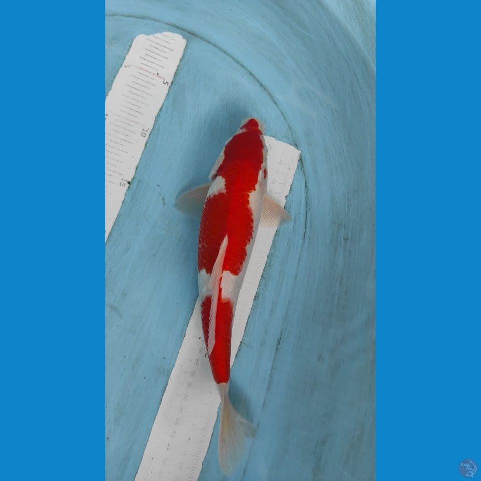 kohaku 28cm jantan