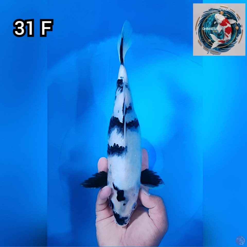 Shiro Original Putih Bersih HQ 31cm Betina