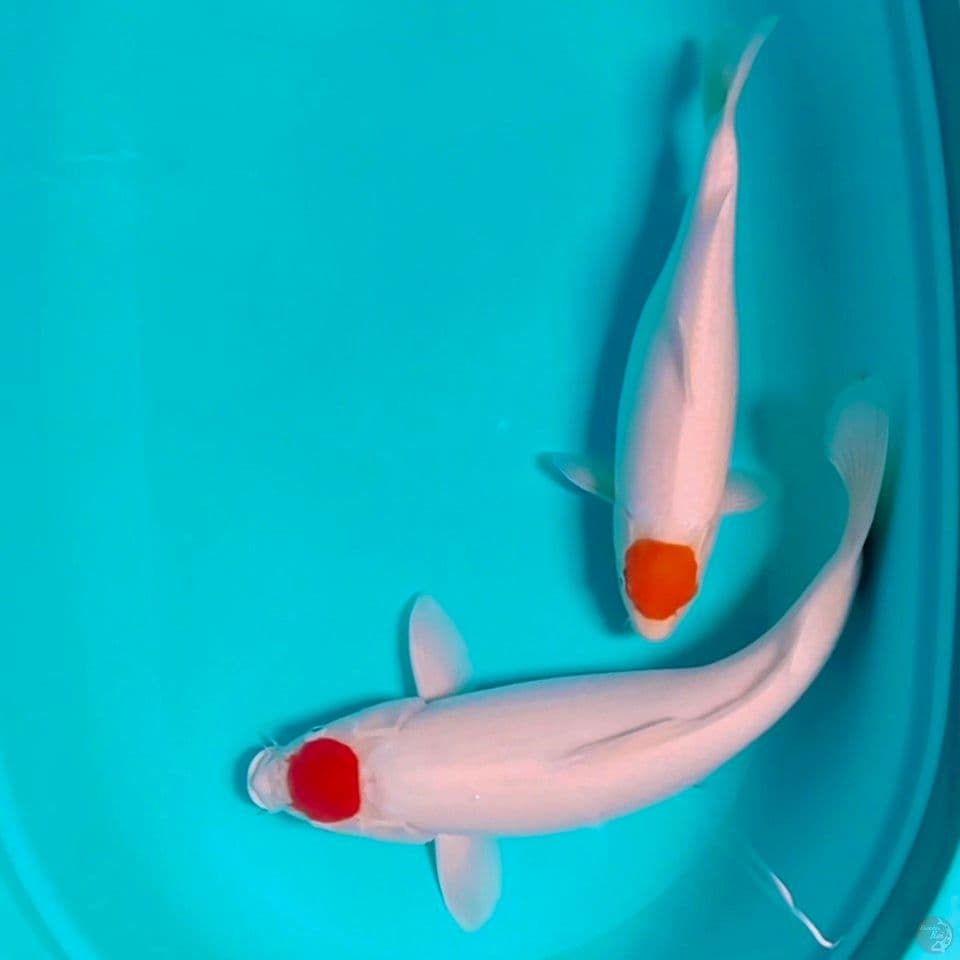 best tanco kohaku 35_47cm