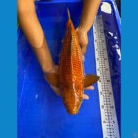 47cm
