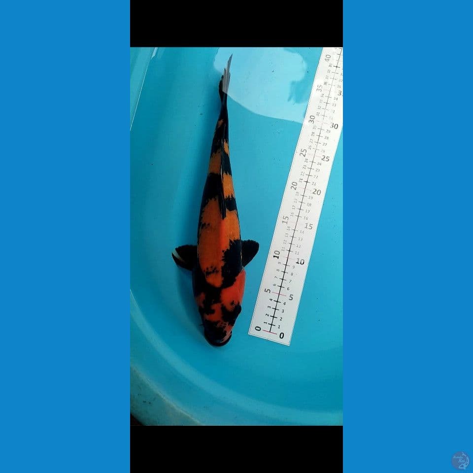 Hiutsuri Jantan 38cm Rembus perut