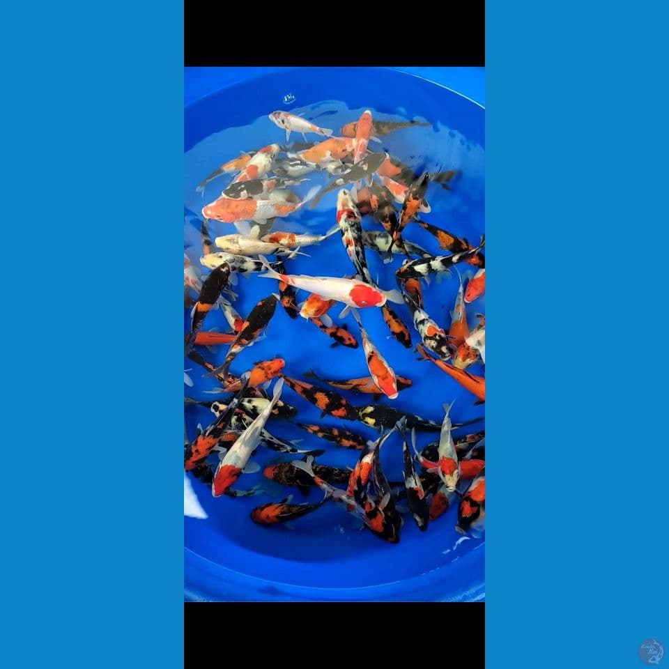 showa mix 15-21cm 80ekor