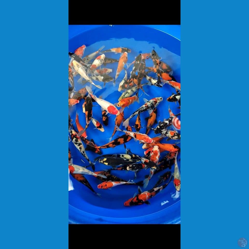showa mix 15-21cm 80ekor