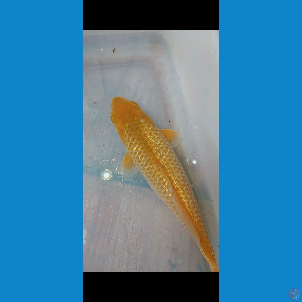 karamel ginrin