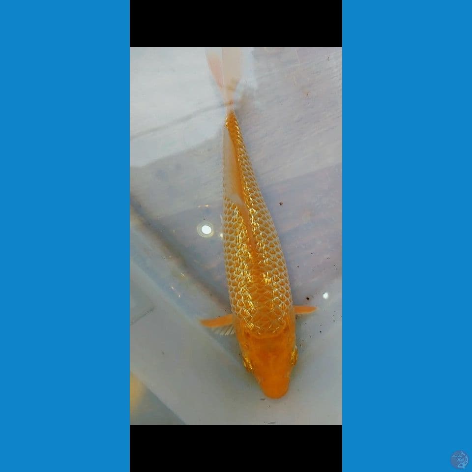 karamel ginrin 