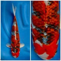 Super goshiki F1 marusai 40cm 