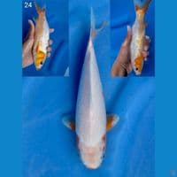 Super Yuki gingrin 24cm 