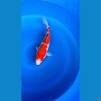 kohaku 35cm