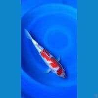 kohaku 38cm