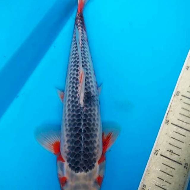 Asagi 40cm F1