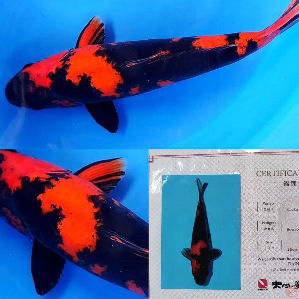 SQ Hi utsuri Dainichi