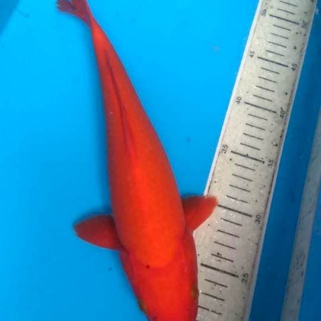 Beny goi 33cm
