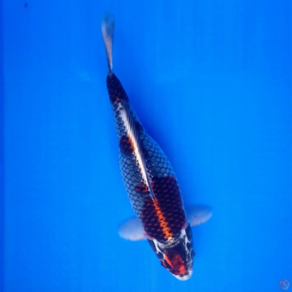 BENI GINGGA F 30CM ORI