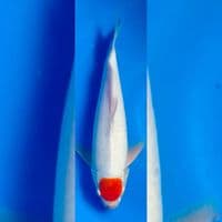 TANCHO KOHAKU ORIGINAL 35cm