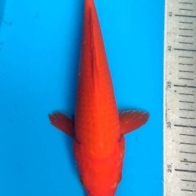 Benygoi 32cm