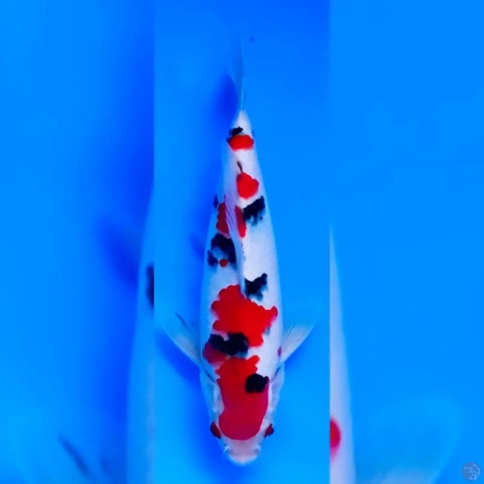 SANKE SQ 22CM MALE