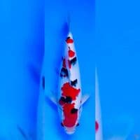SANKE SQ 22CM MALE