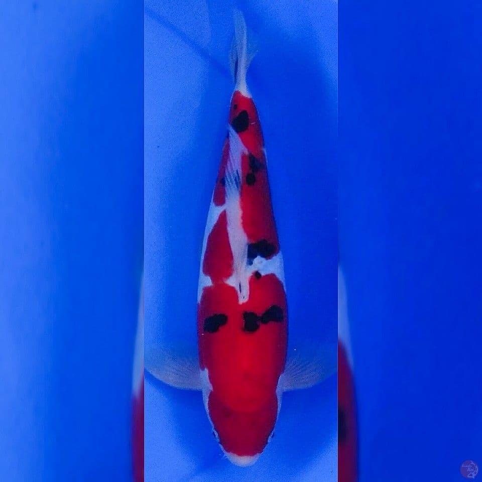 sanke doitsu murni 30cm
