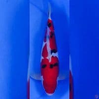 sanke doitsu murni 30cm