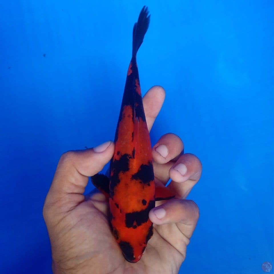 HI UTSURI 18CM
