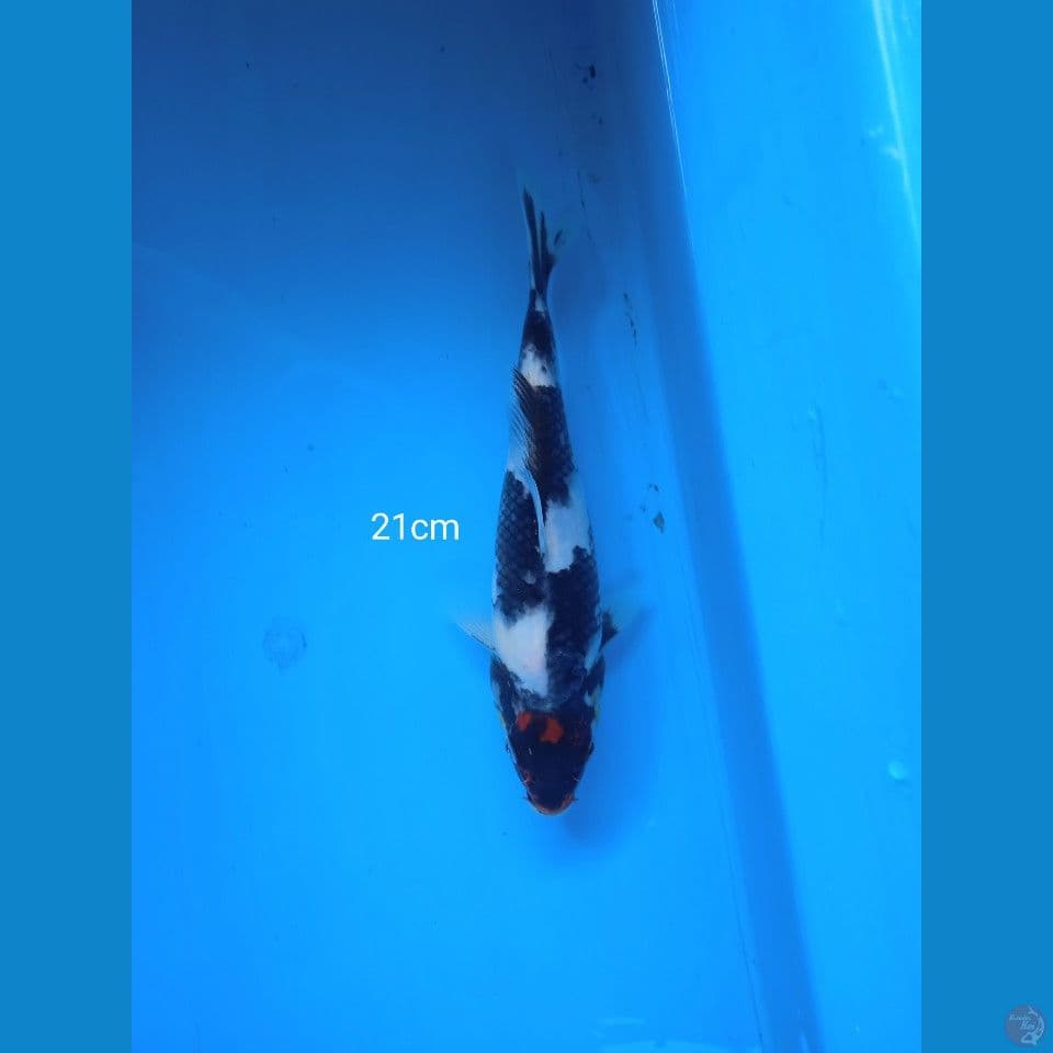 tancho showa 21cm