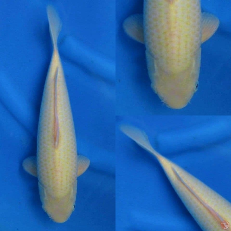 Lemon karashi 33cm