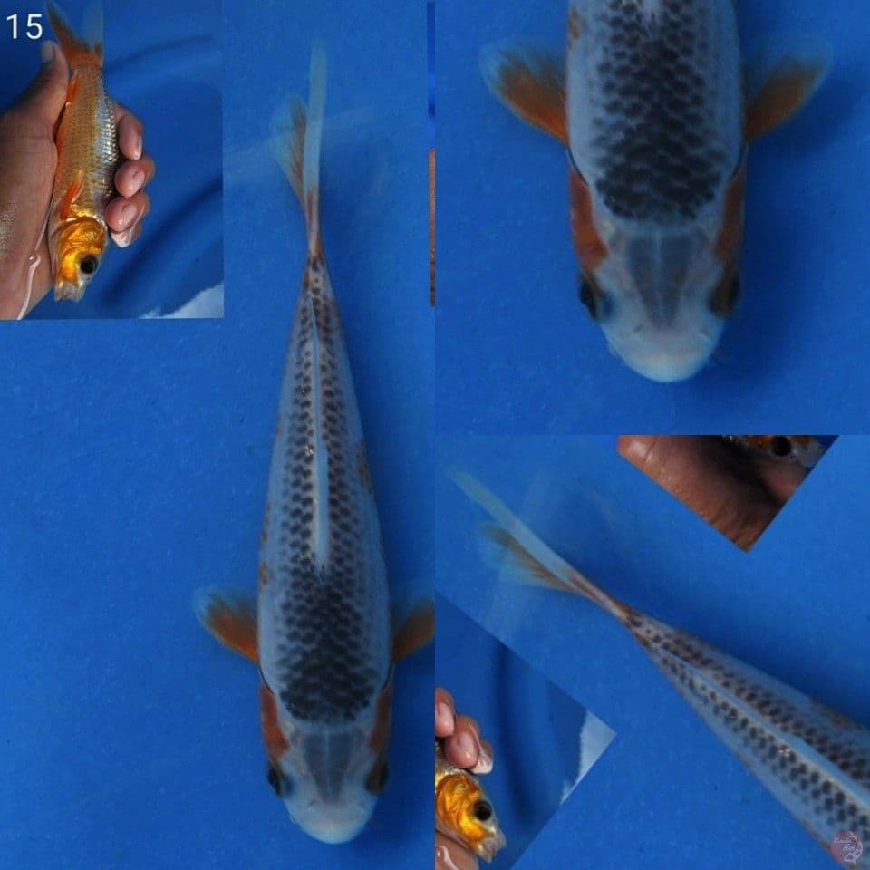 Minon asagi SQ 15cm