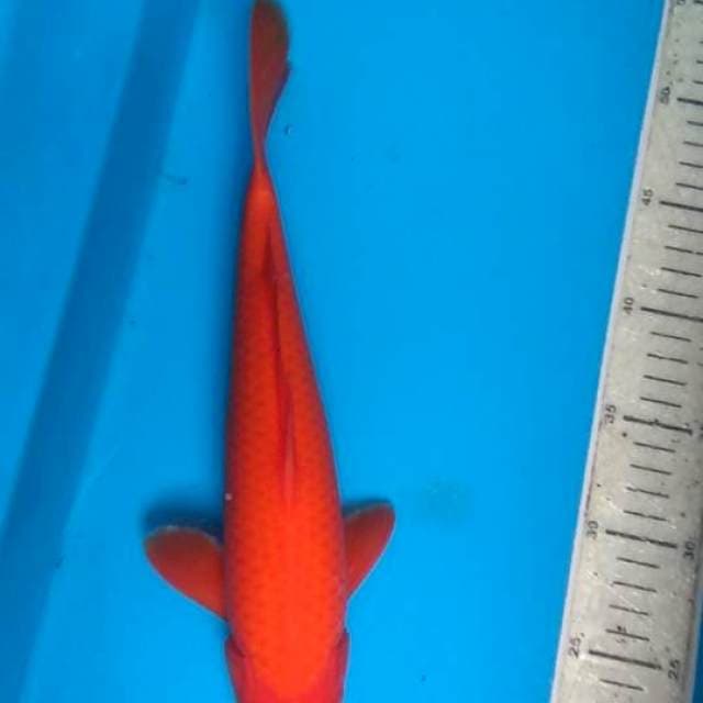 Benygoi 32cm