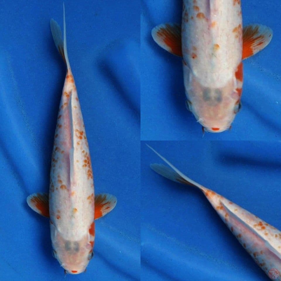 Yuki asagi kanoko 25cm