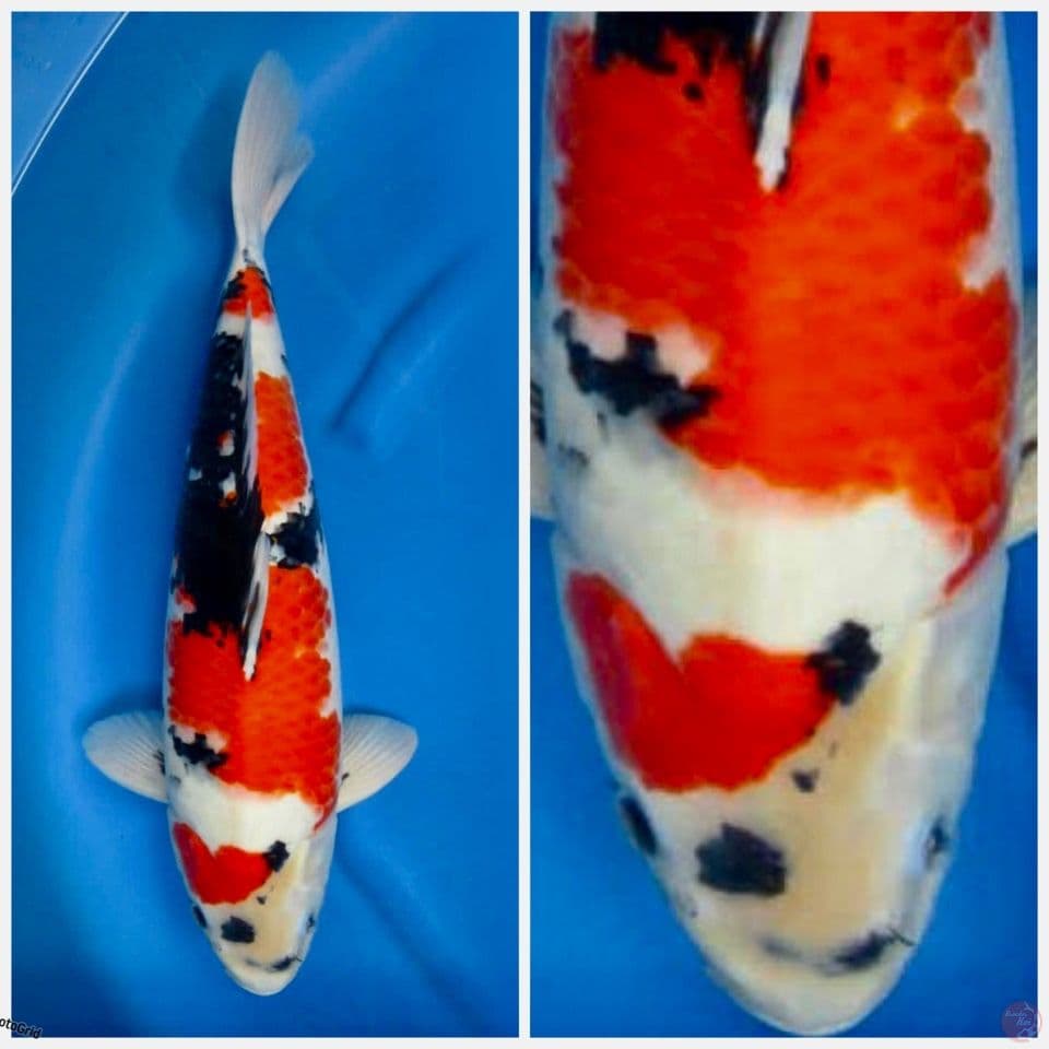 Super showa jumbo F1 sakai 52cm 