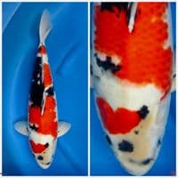 Super showa jumbo F1 sakai 52cm 