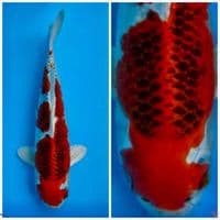 Super Red kujaku 32cm 
