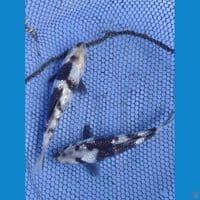 2 biji ginrin shiro (11cm)
