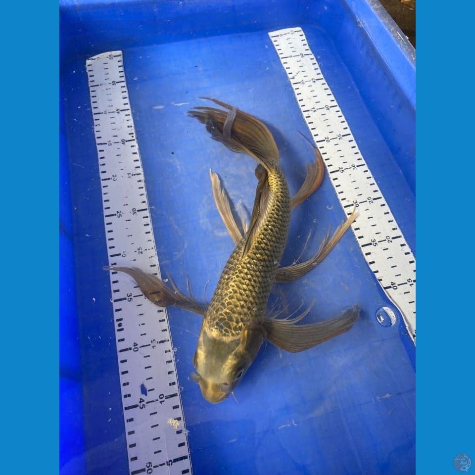 ogon kumpay 42 jantan