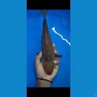 CARAMEL ~ 30CM