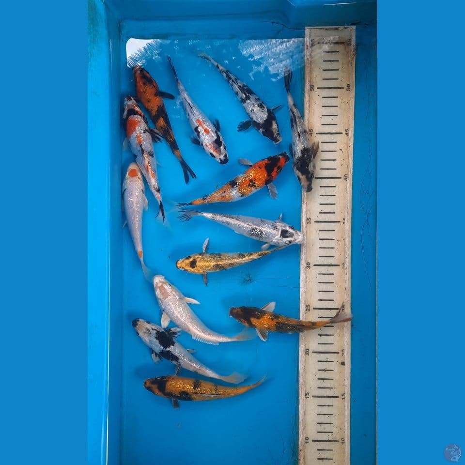 mix