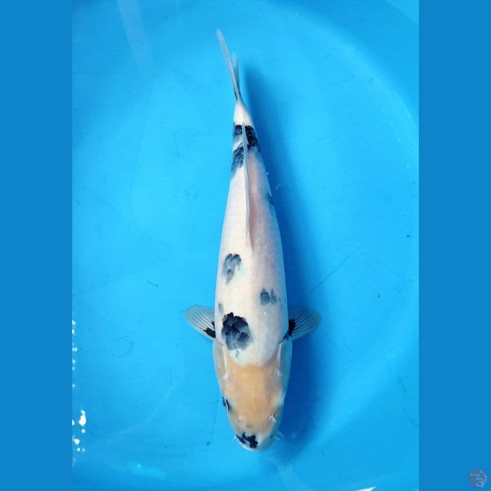 SHIRO MOTOGORO ~ 37CM