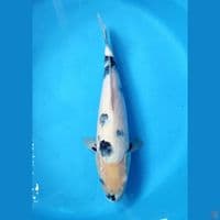 SHIRO MOTOGORO ~ 37CM