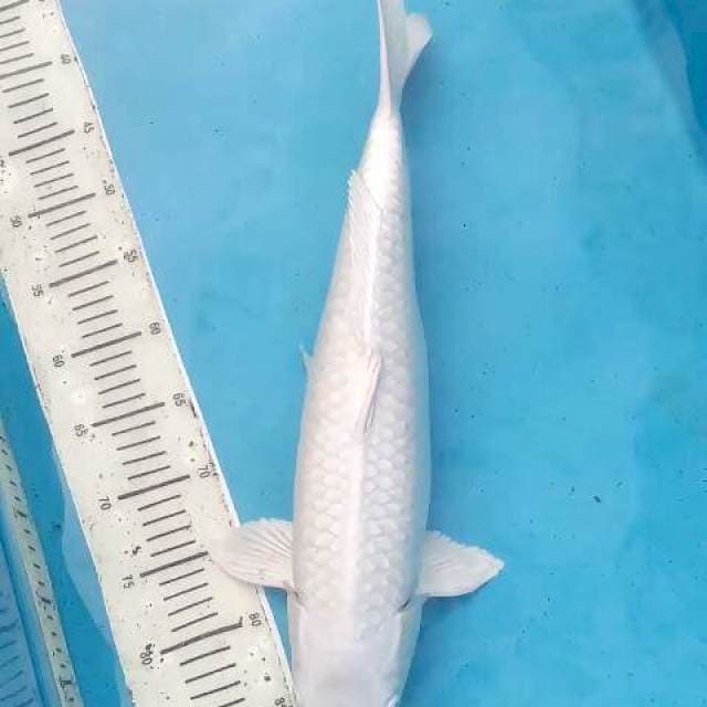 Mulus ikan muda bakat jumbo