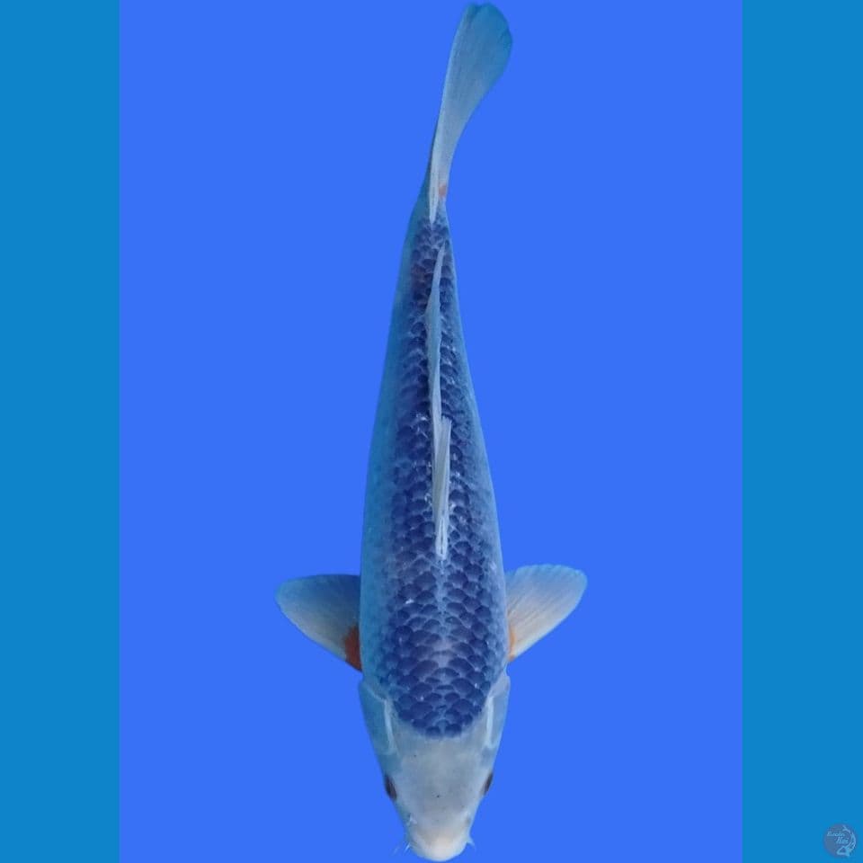 asagi 34cm gemoy