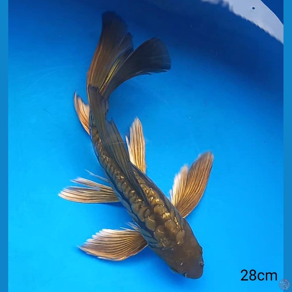 MIDORI ARAGOKE 28CM MALE