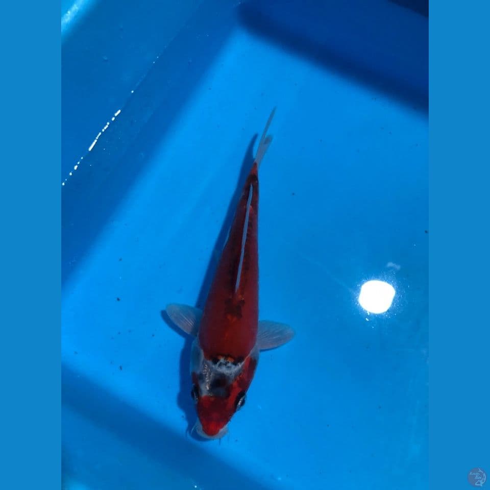 kawarimono 15cm 