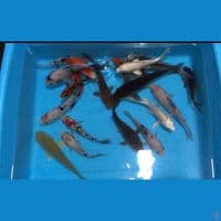 paket mix siap di besarkan 12-15 19ekor